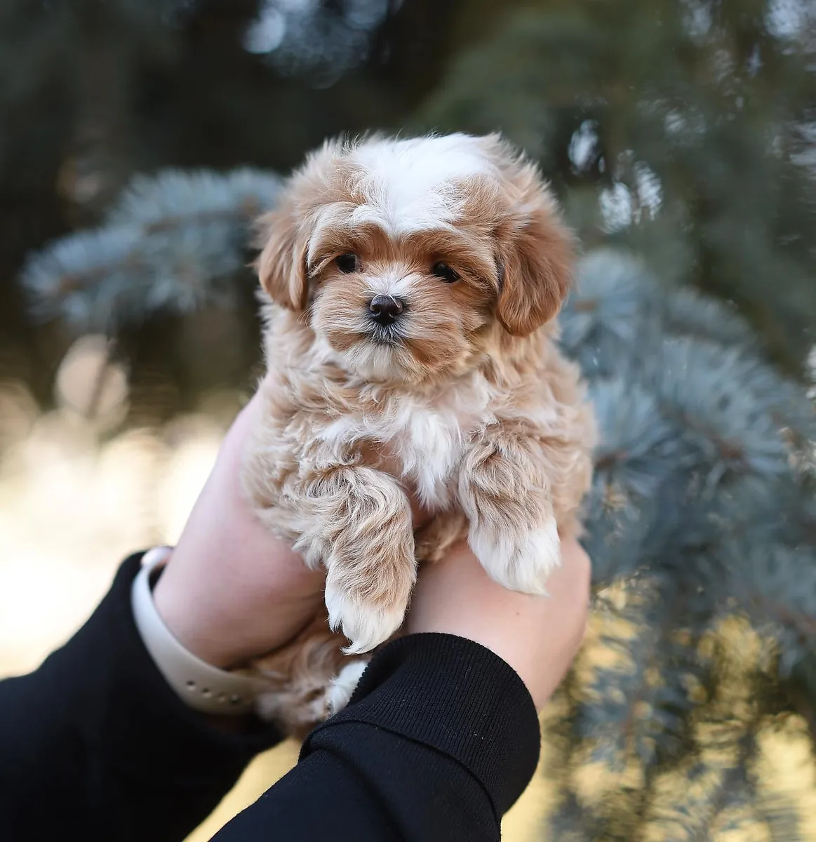 Štěňata pudla k adopci zdarma