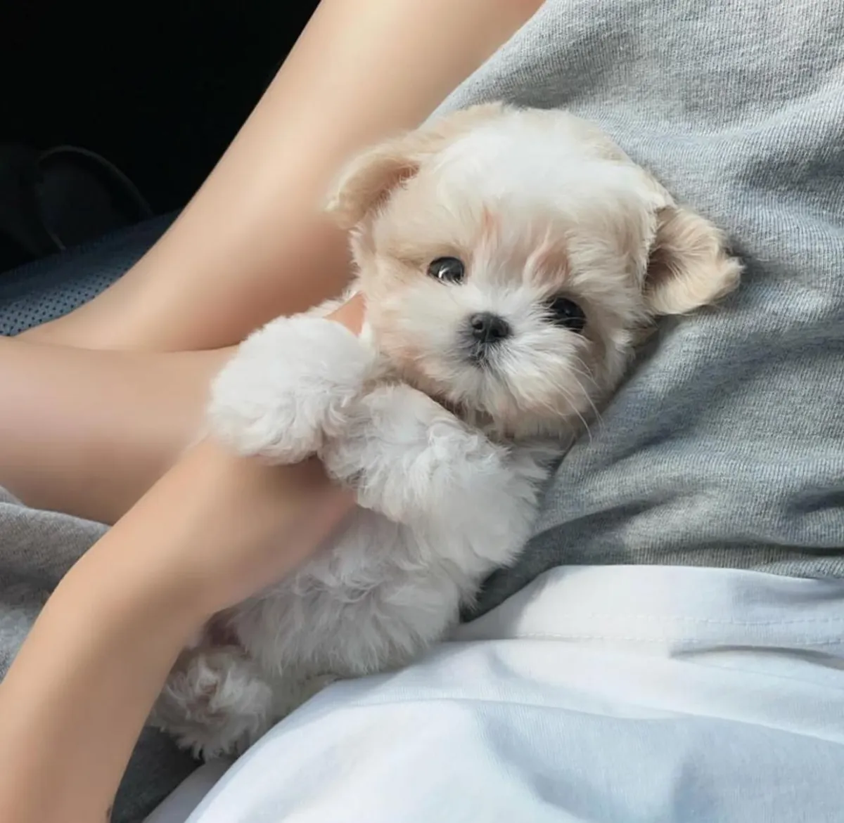 Adoption of toy poodle - we had a lovely...