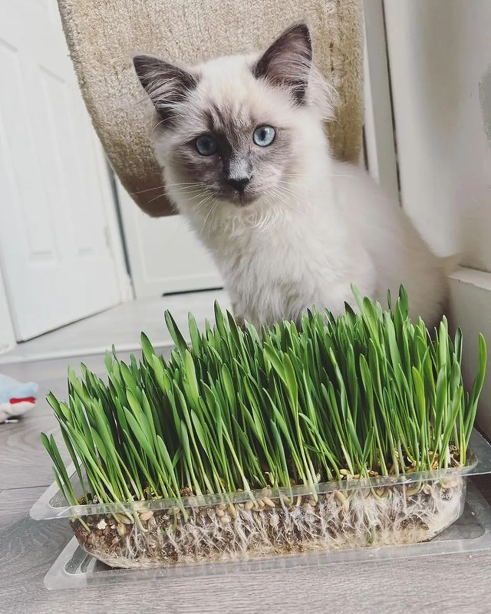 Ragdollkedi