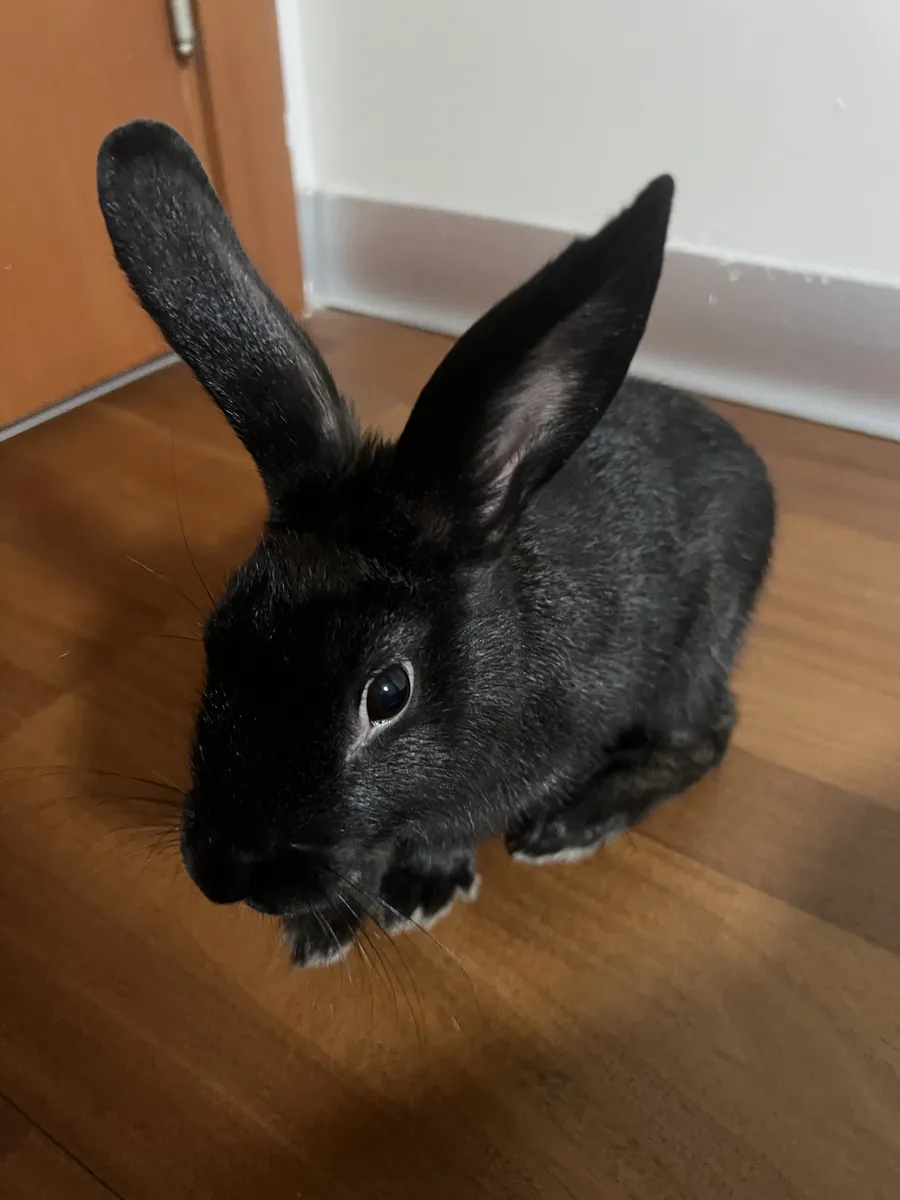 black rabbit