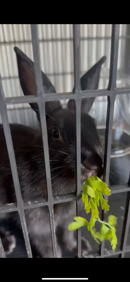 black rabbit