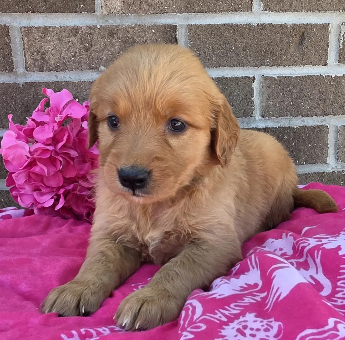 Golden Retriever puppies