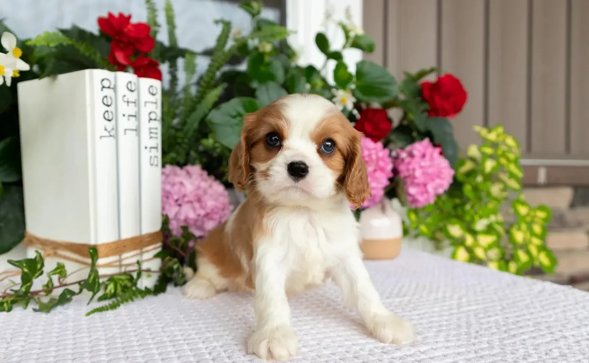 骑士查尔斯王小猎犬