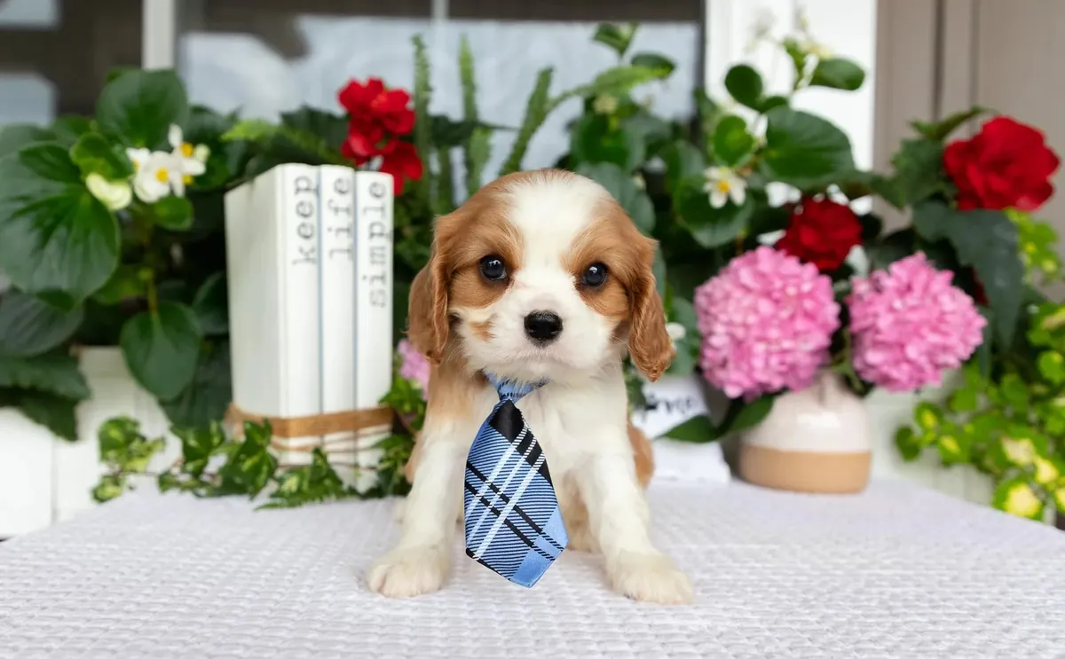 骑士查尔斯王小猎犬
