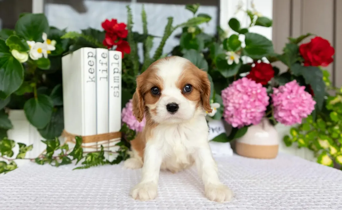 骑士查尔斯王小猎犬