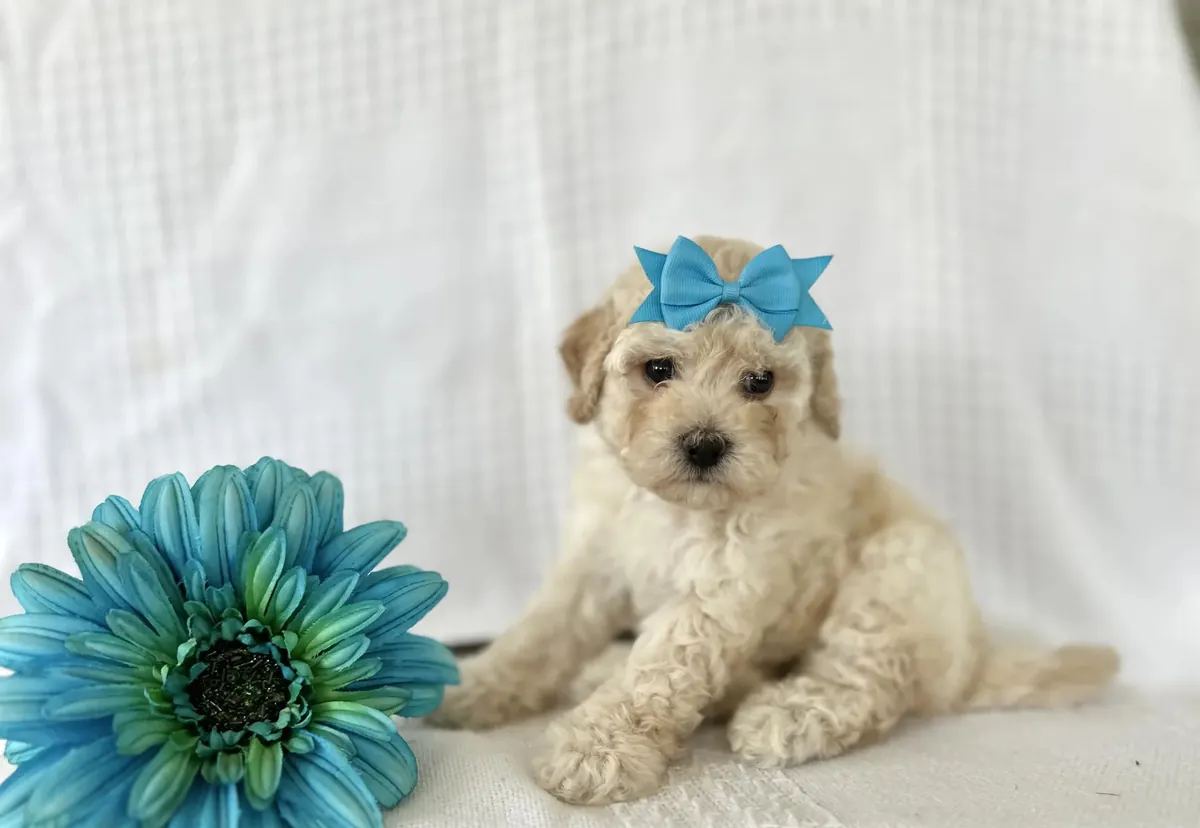 Poodle - Toy + Bichpoo