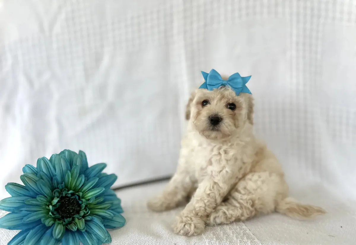 Poodle - Toy + Bichpoo