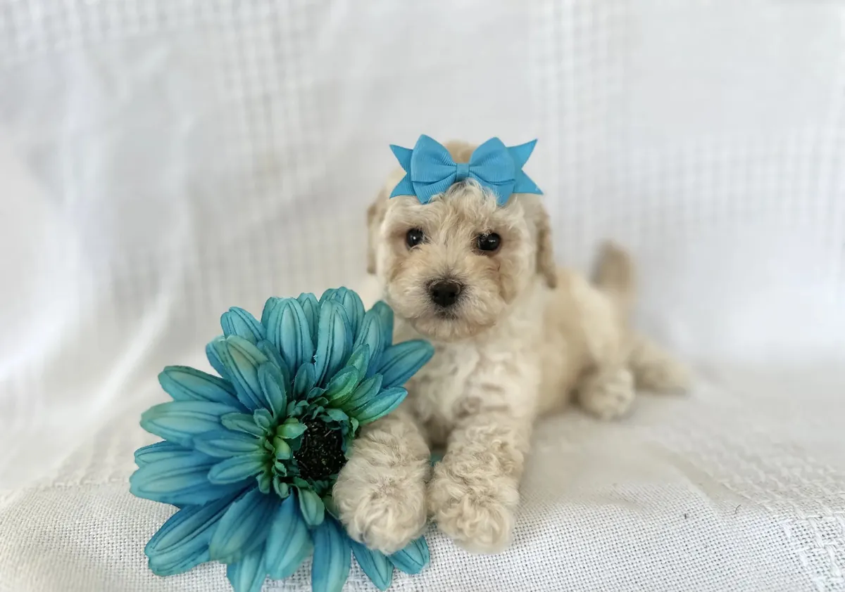 Poodle - Toy + Bichpoo