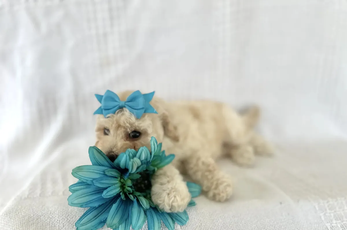 Poodle - Toy + Bichpoo