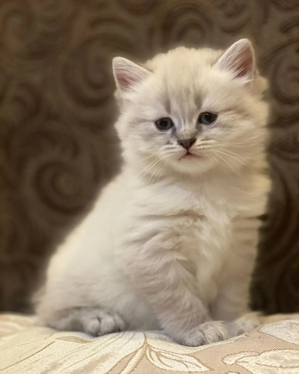 2只公猫和5只母猫。