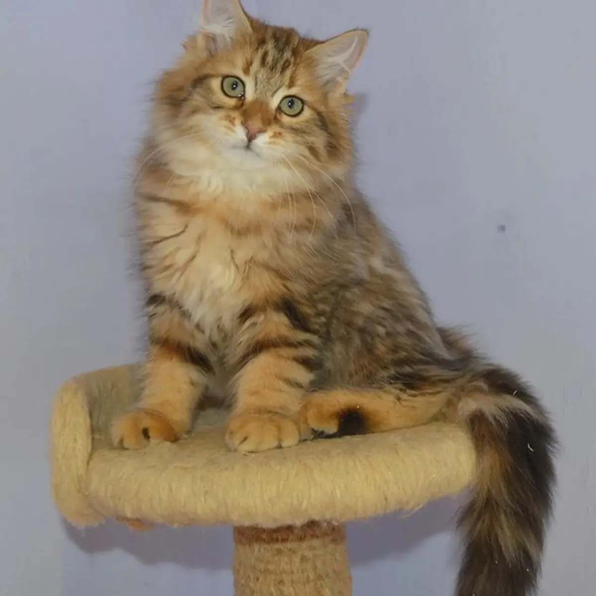 Los gatitos tienen nombres 