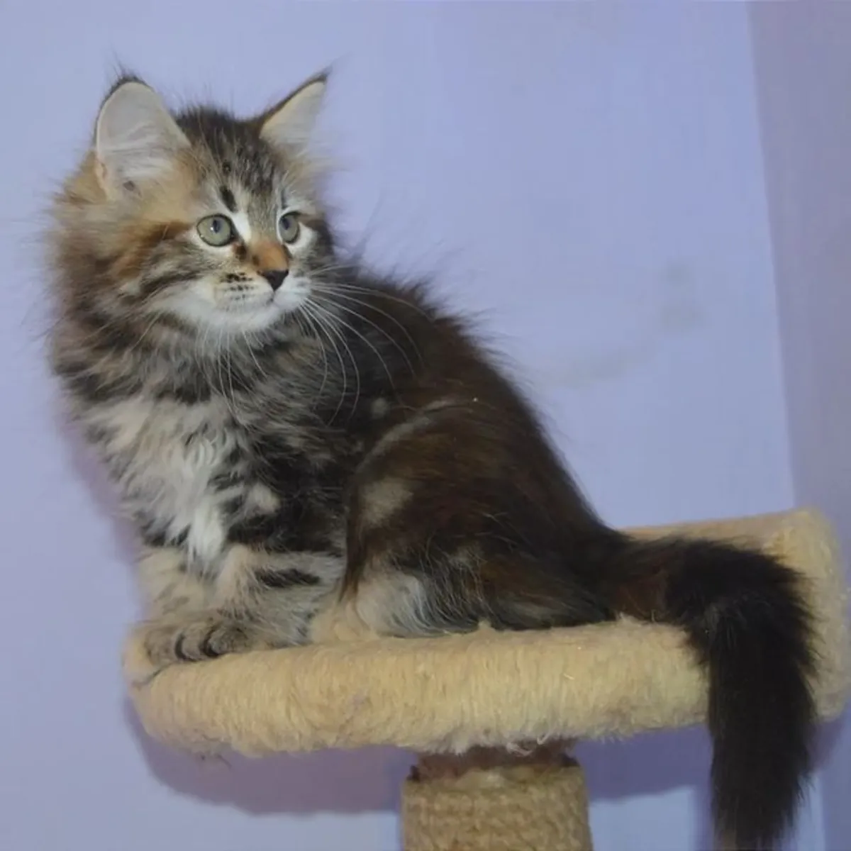 kedi yavrularının belgeleri.