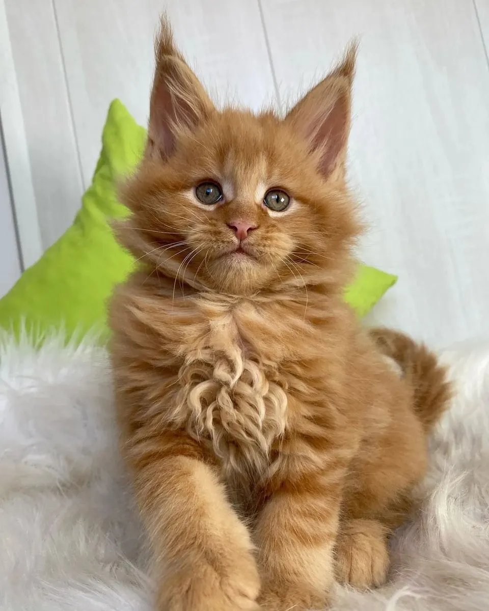缅因猫：奇迹总是发生