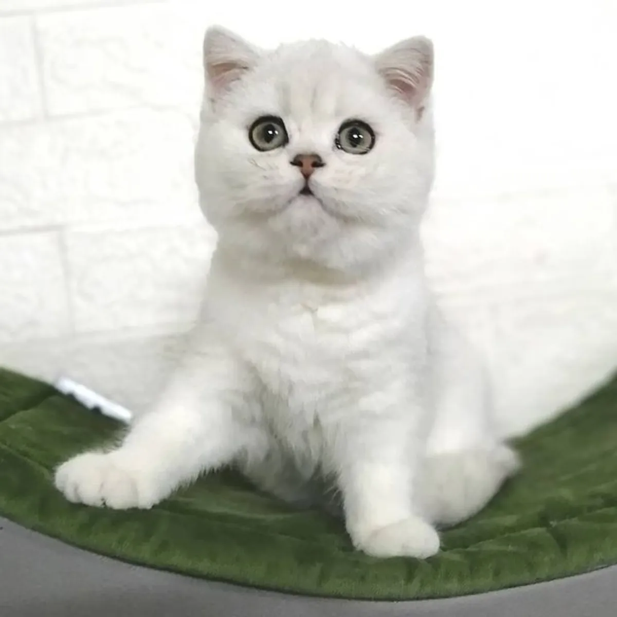Gatita de raza British Shorthair busca nuevo hogar de inmediato.