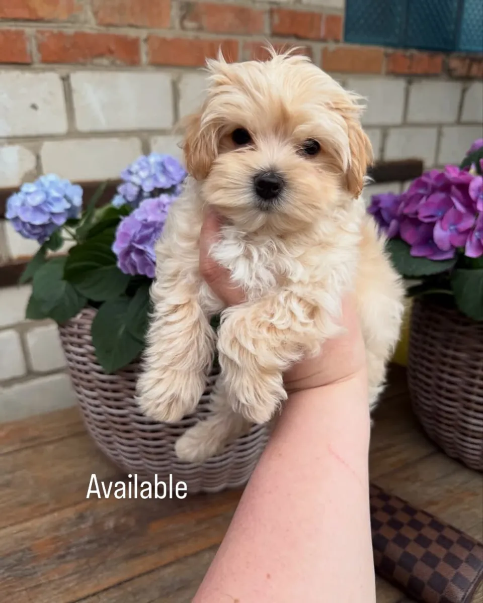 Maltipoo puppies 