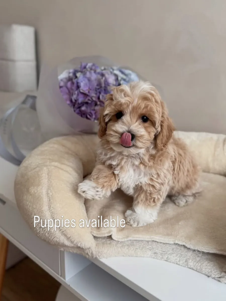 Maltipoo puppies 