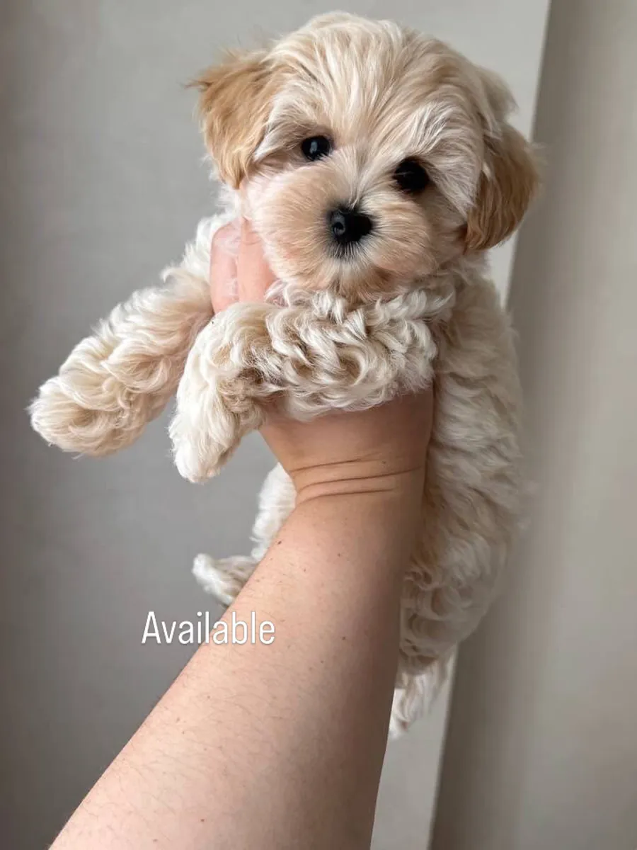 Maltipoo puppies 