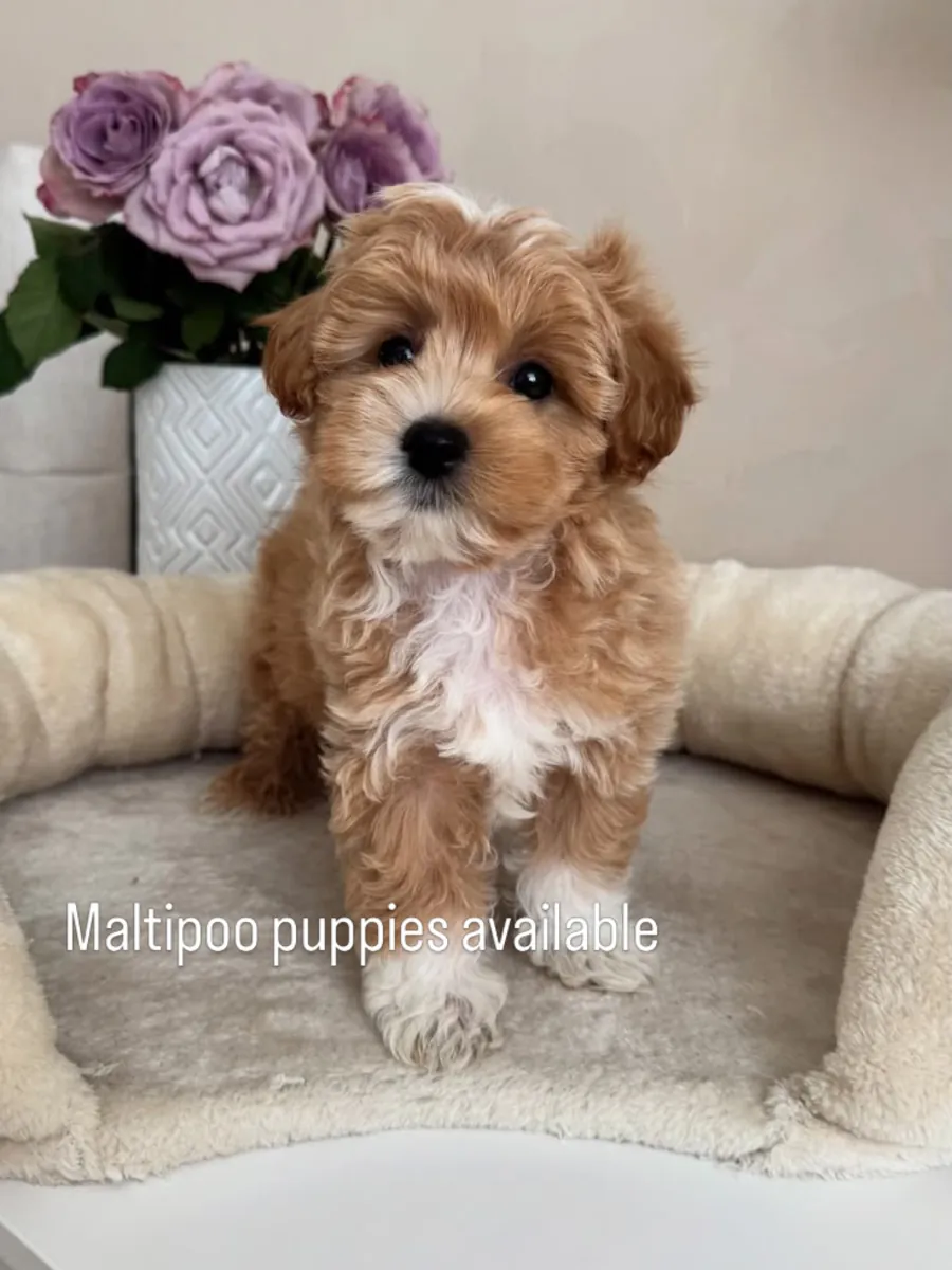 Maltipoo puppies 