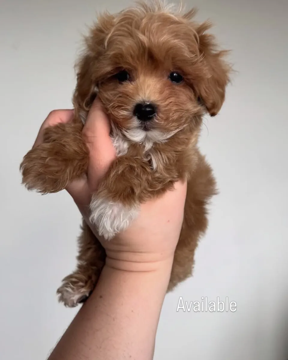 Maltipoo puppies 