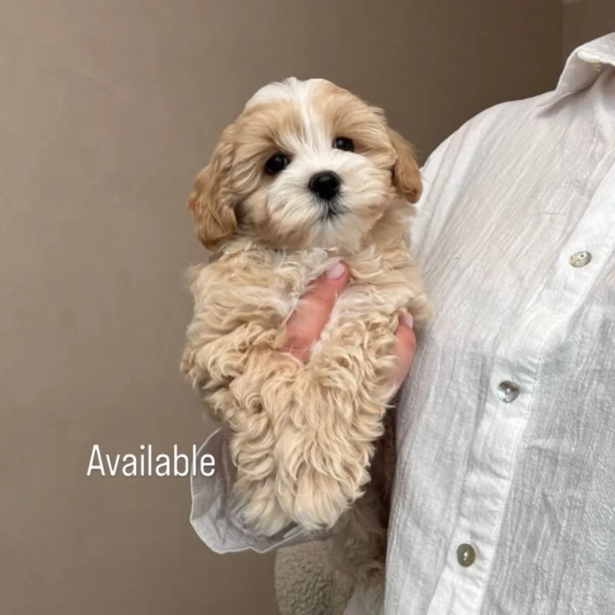 Maltipoo puppies 