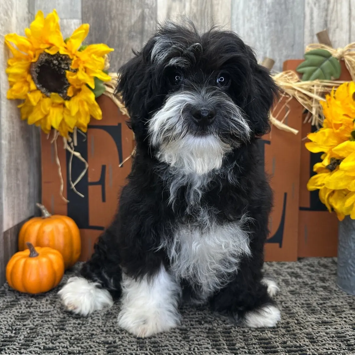 Pearl Havanese
