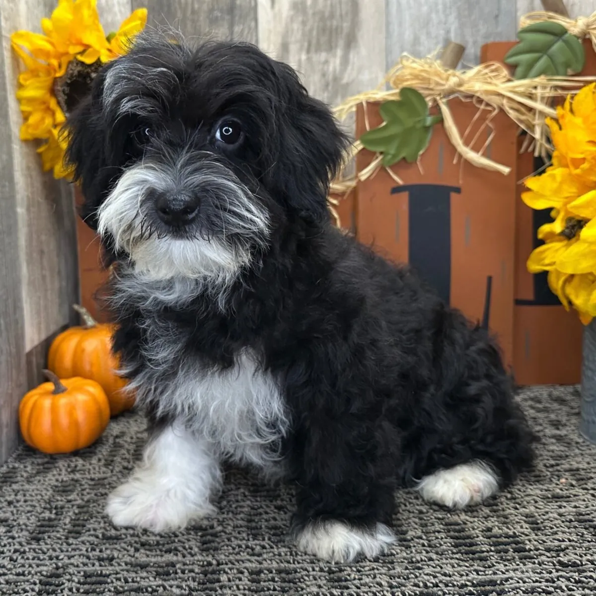 Pearl Havanese