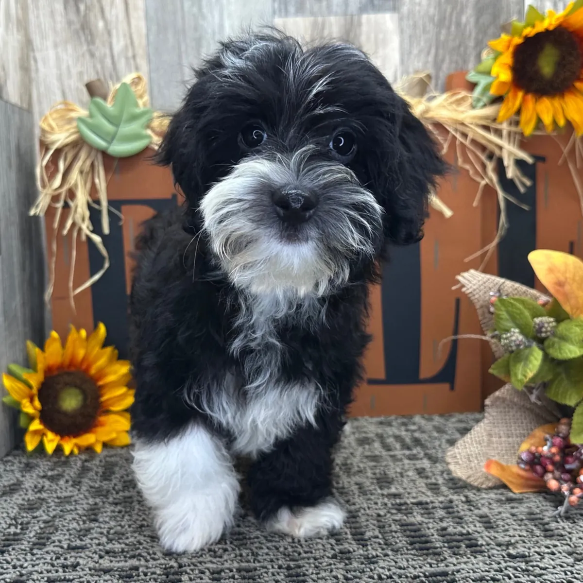 Pearl Havanese