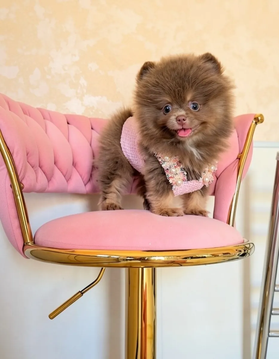 Cute Pomeranian puppies 