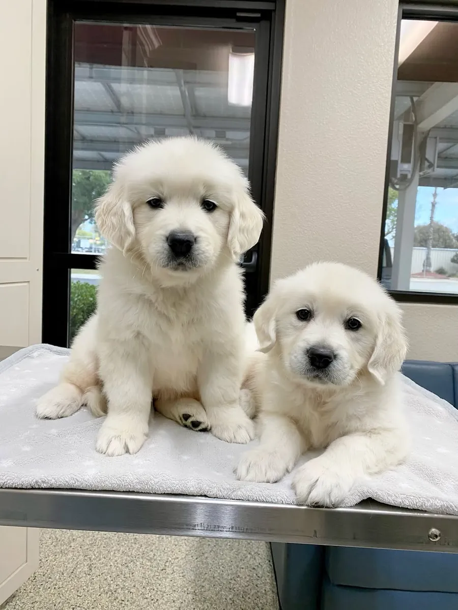 Golden Retriever Encantador — Um Novo Amigo Para a Vida | WhatsApp 965 627 834