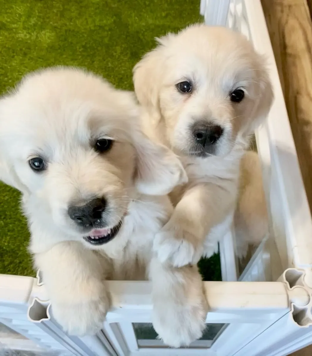 Golden Retriever Encantador — Um Novo Amigo Para a Vida | WhatsApp 965 627 834