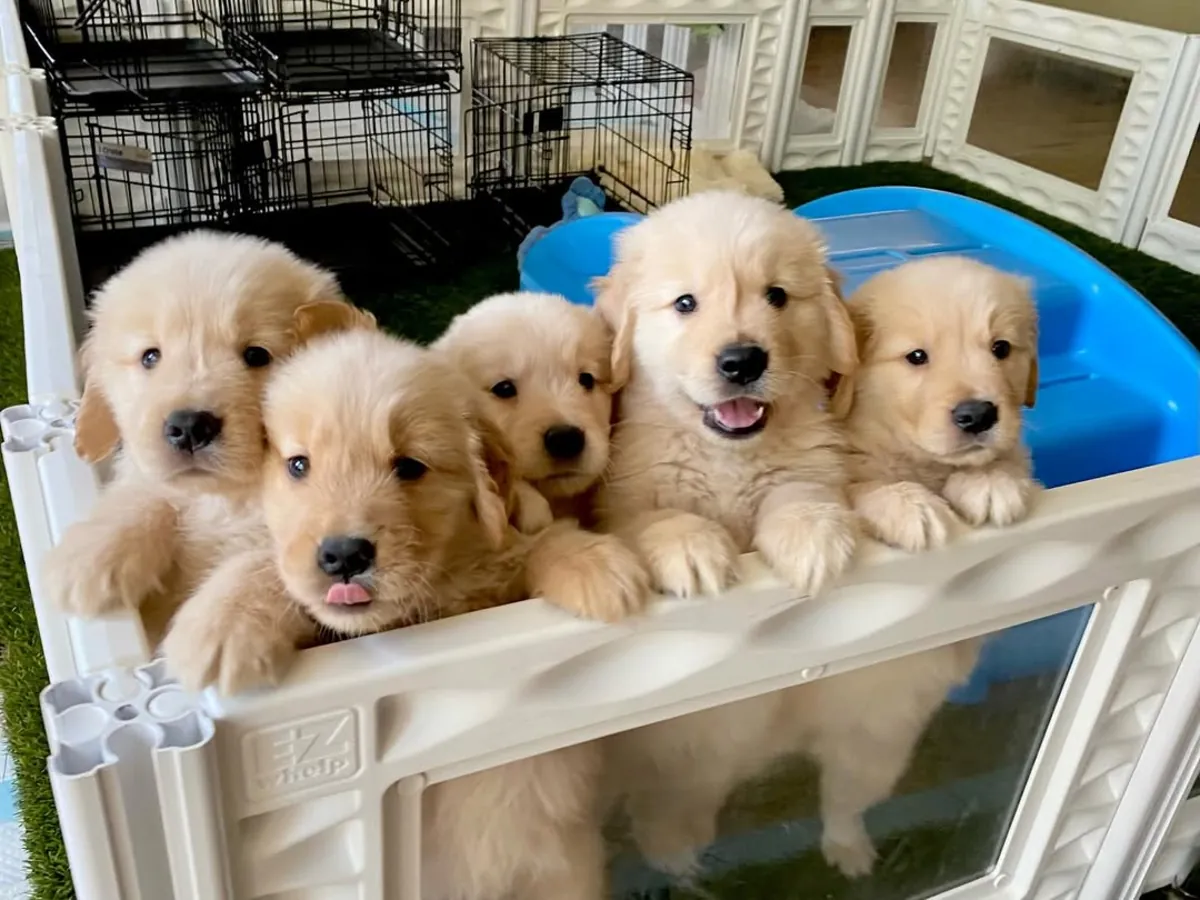 金毛寻回犬宝宝金色爱在等你 | WhatsApp 965 627 834
