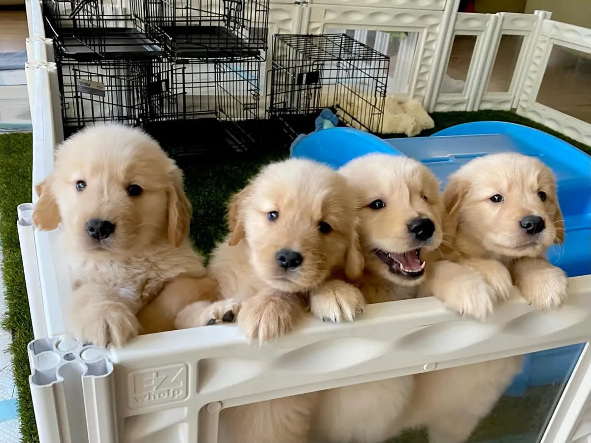 金毛寻回犬宝宝金色爱在等你 | WhatsApp 965 627 834
