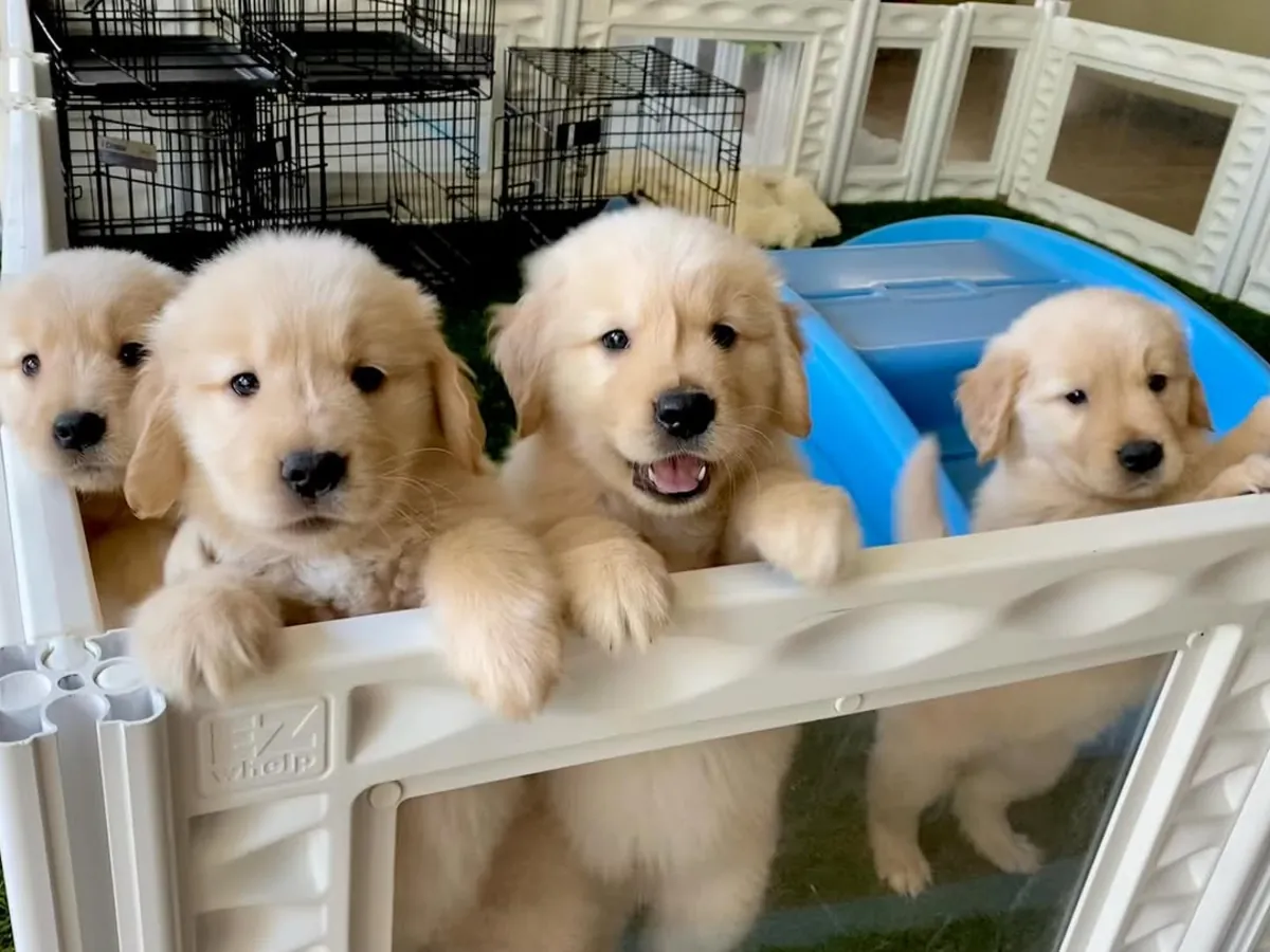 金毛寻回犬宝宝金色爱在等你 | WhatsApp 965 627 834