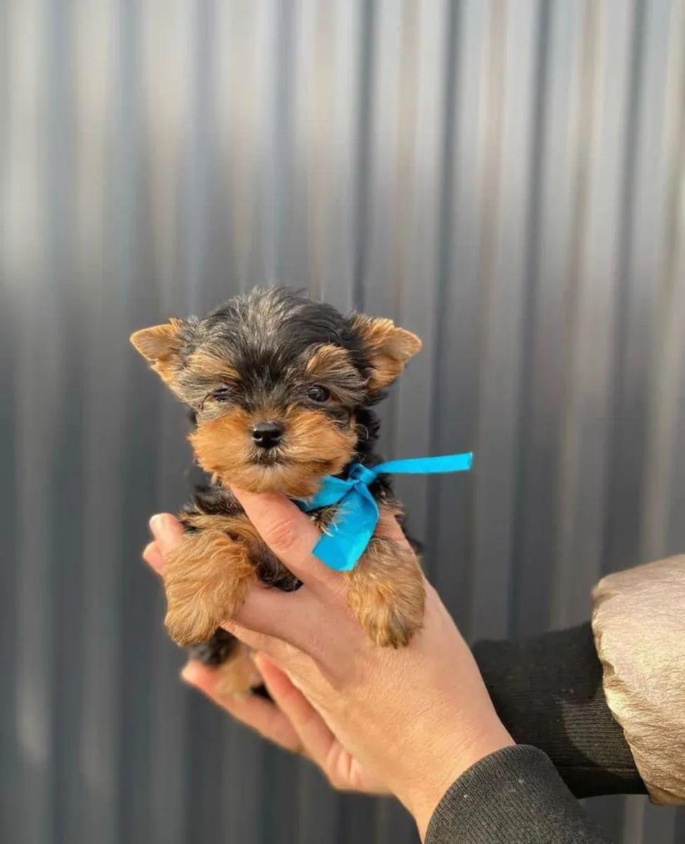 茶杯约克夏犬想要一个家
