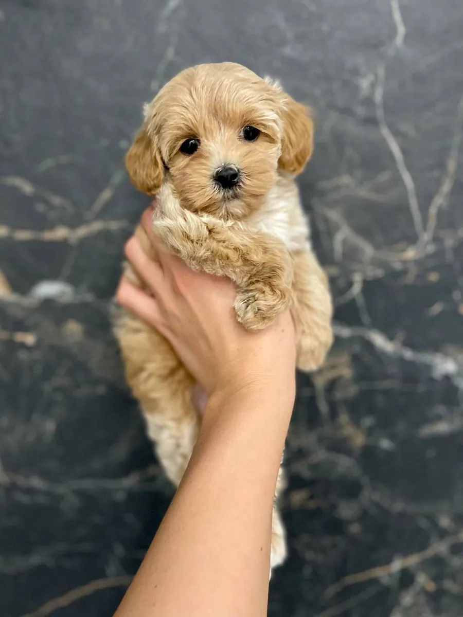 寻找新家的玩具马尔济斯幼犬