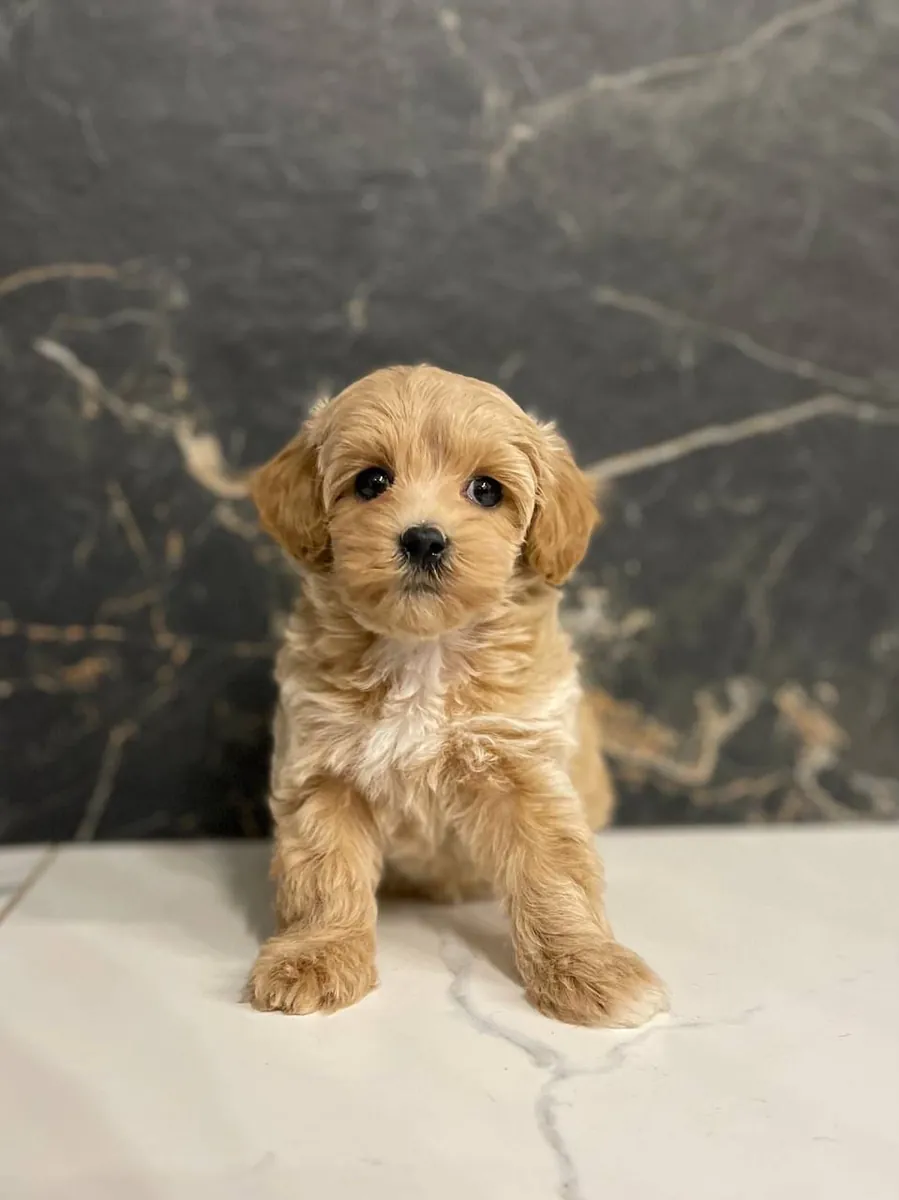 寻找新家的玩具马尔济斯幼犬