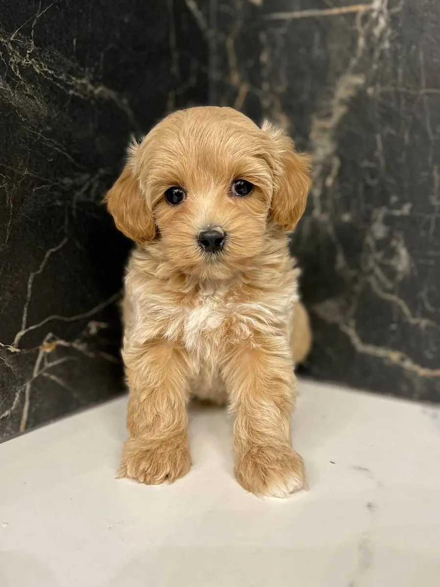 寻找新家的玩具马尔济斯幼犬