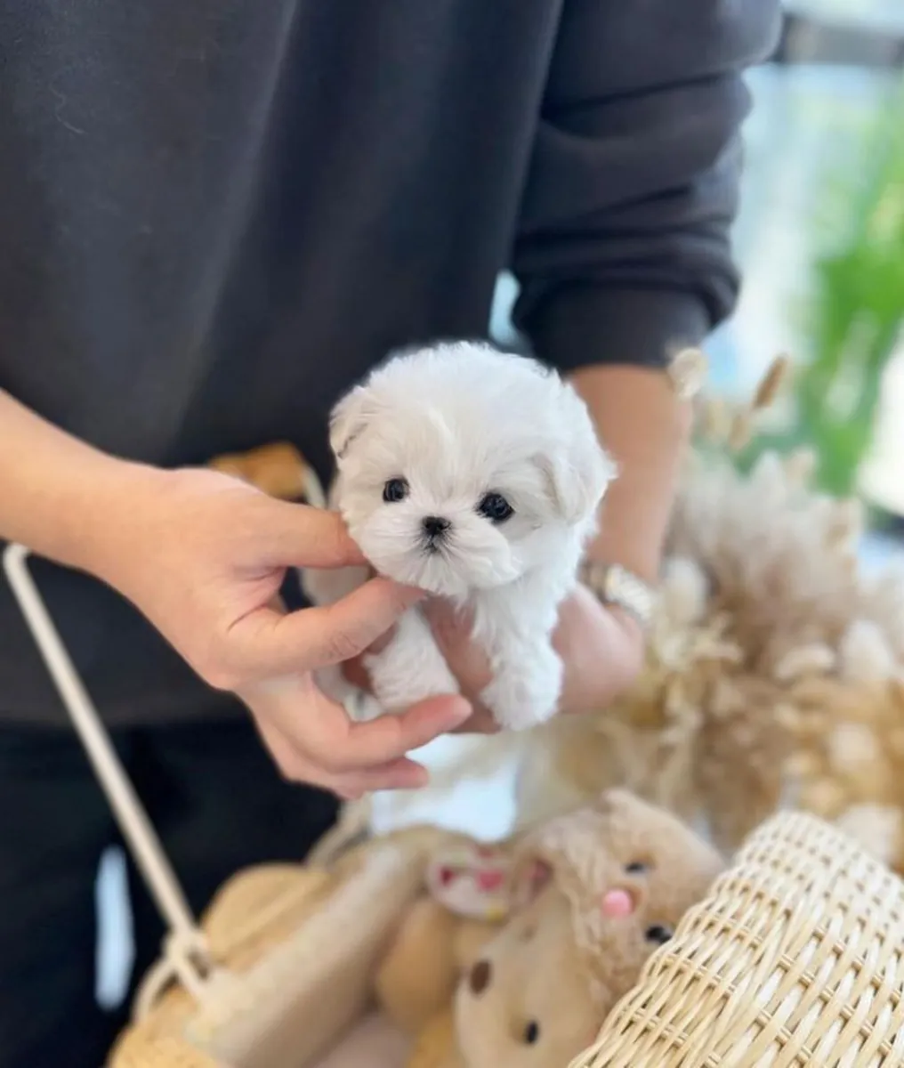 Tiny Teacup Maltese Puppy Ready To Go Home