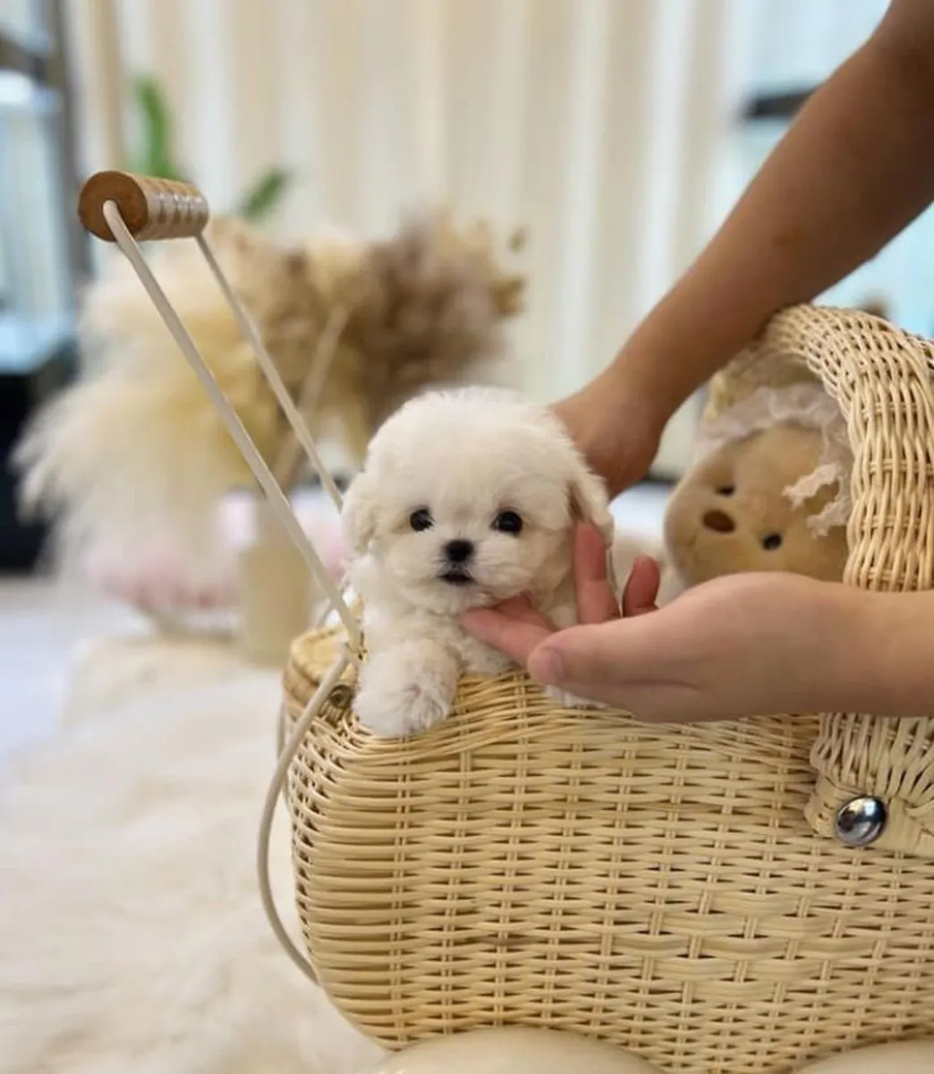 Tiny Teacup Maltese Puppy Ready To Go Home