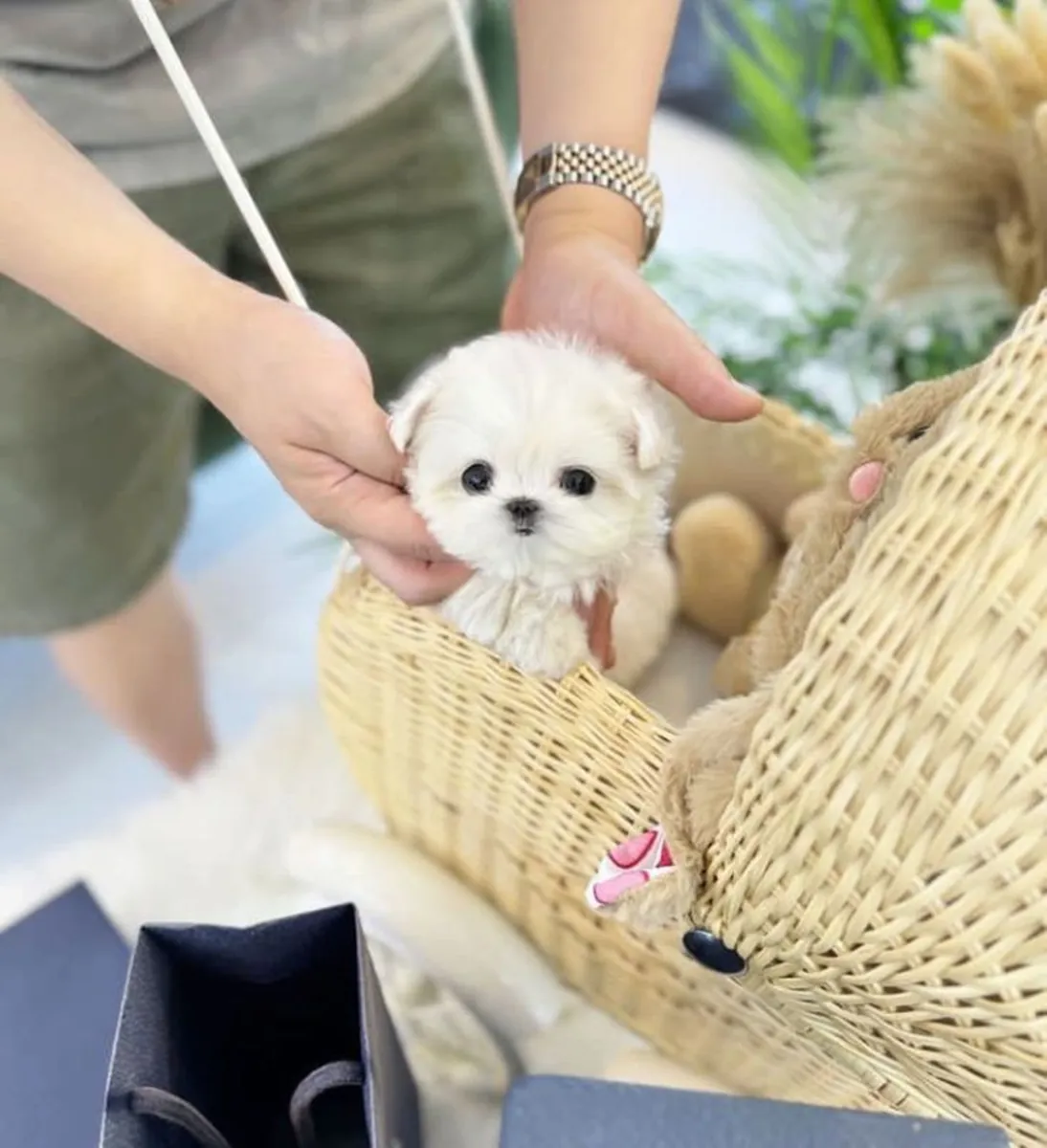 Tiny Teacup Maltese Puppy Ready To Go Home