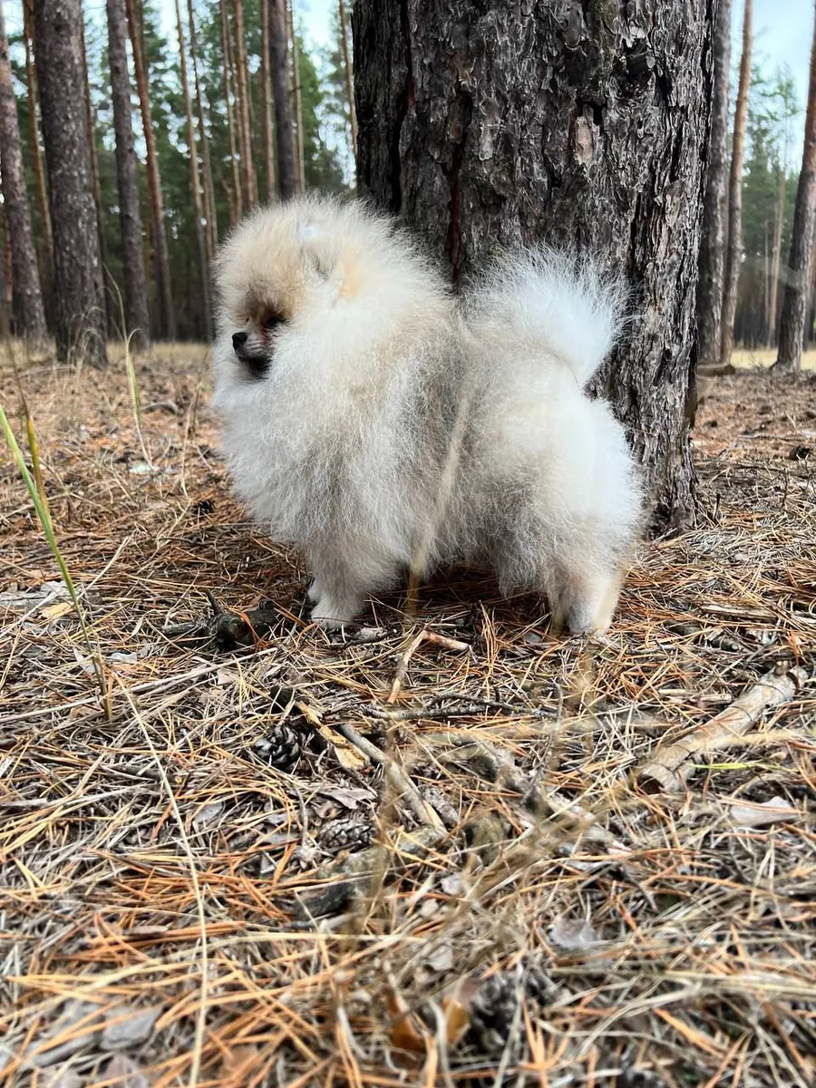 Chiot Pomeranian Teacup Cherche un Foyer Pour Toujours