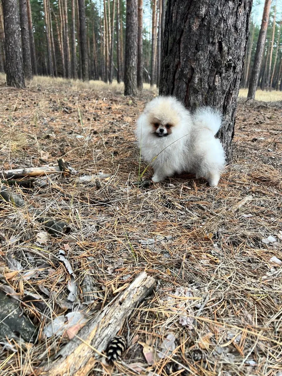 Chiot Pomeranian Teacup Cherche un Foyer Pour Toujours
