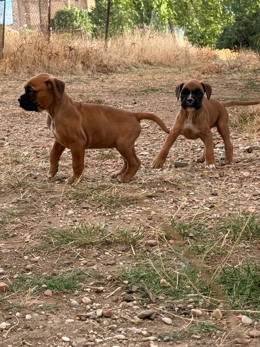 boxer yavruları