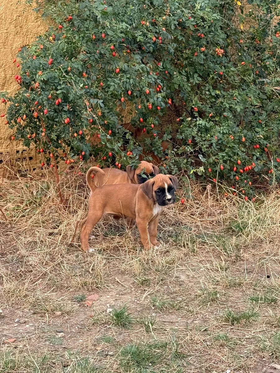 boxer yavruları