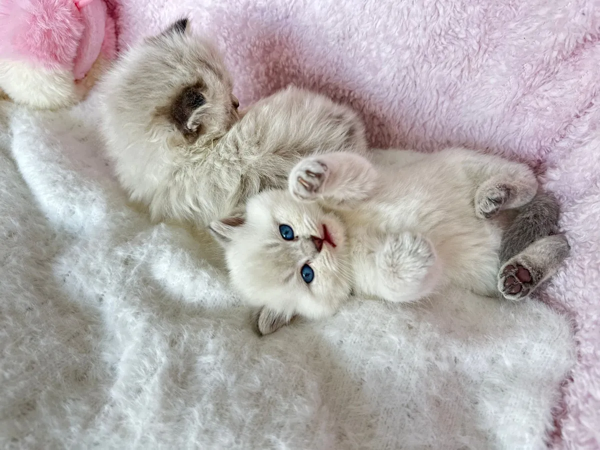 Notre petit garçon British Shorthair d'un mois, câlin et aux yeux bleus persistants.