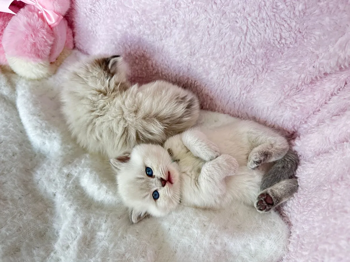 Notre petit garçon British Shorthair d'un mois, câlin et aux yeux bleus persistants.