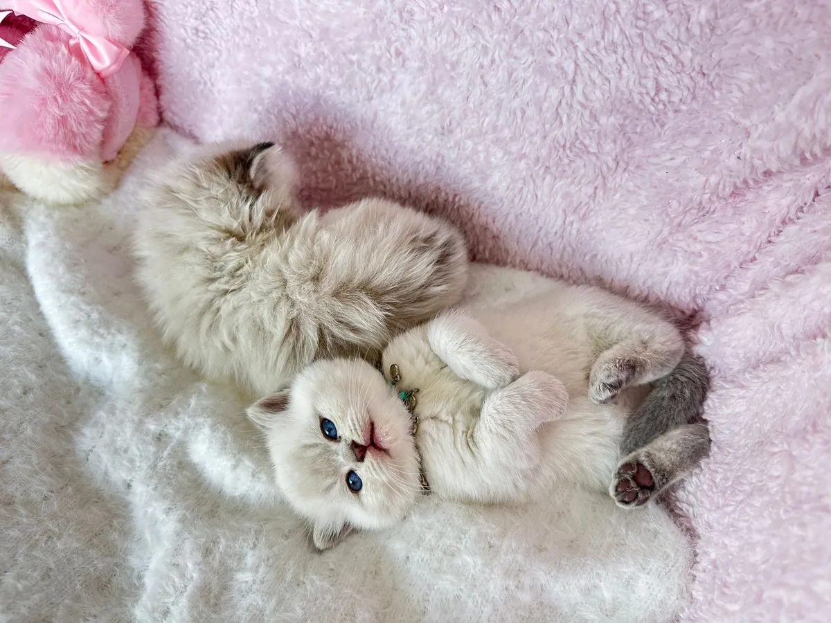 Notre petit garçon British Shorthair d'un mois, câlin et aux yeux bleus persistants.