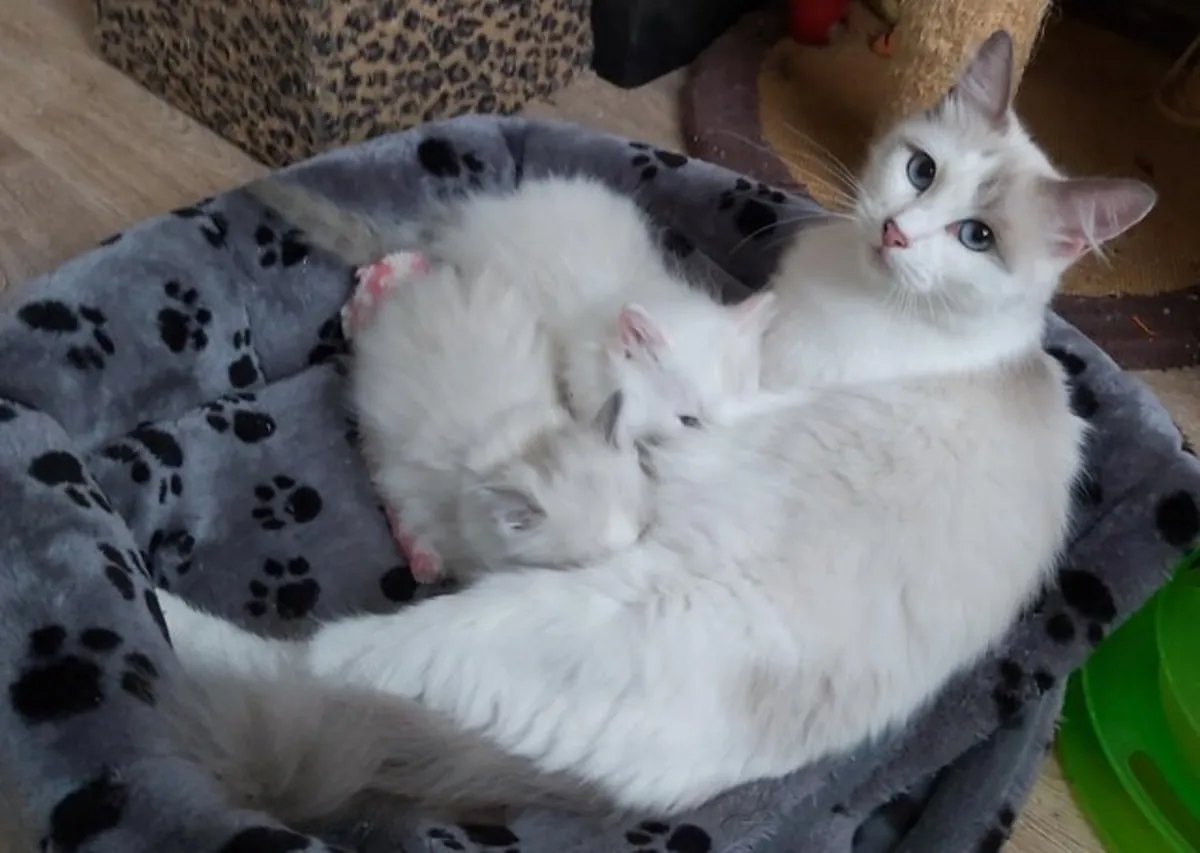 Göz alıcı saf ragdoll yavru kediler