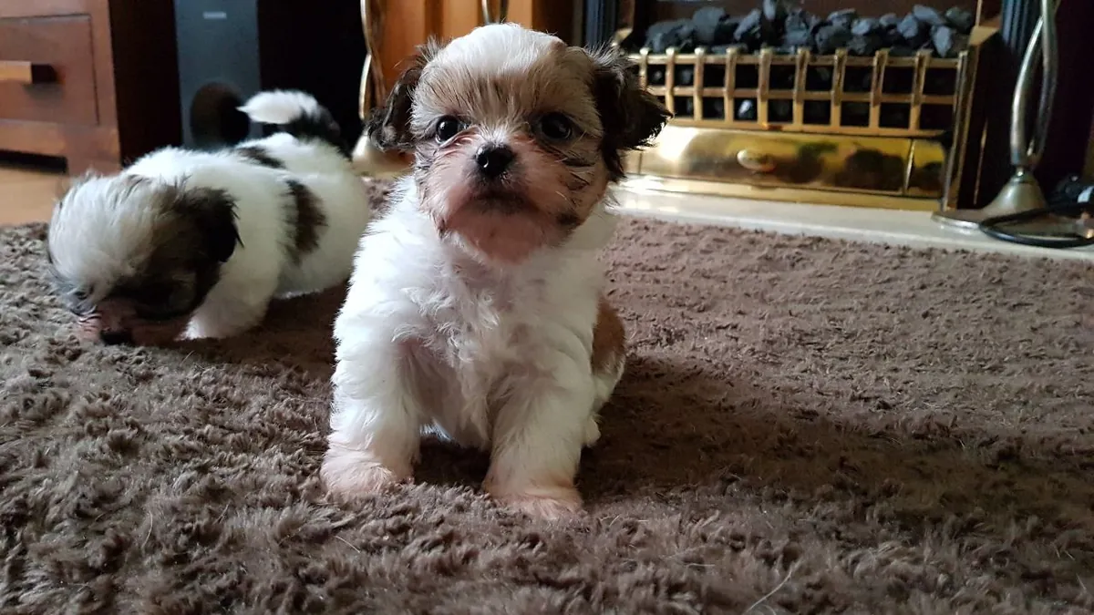 Shih Tzu puppies ready  now