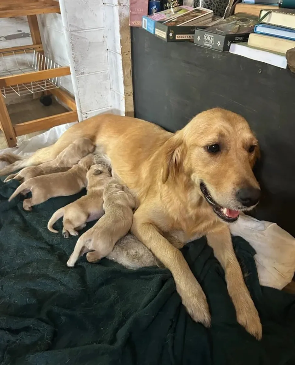 准备离开的金毛寻回犬幼崽